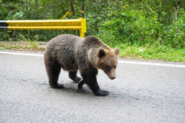 istock Brown bear standing on a road. Wild animal on road 1185590913