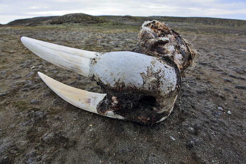 Walrus skull with tusks on the Arctic beach