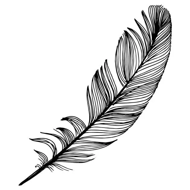 Vector illustration of Vector bird feather from wing isolated. Black and white engraved ink art. Isolated feather illustration element.