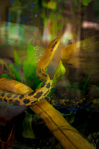 istock Snake in a terrarium, a crawler sits in a terrarium 1185591936