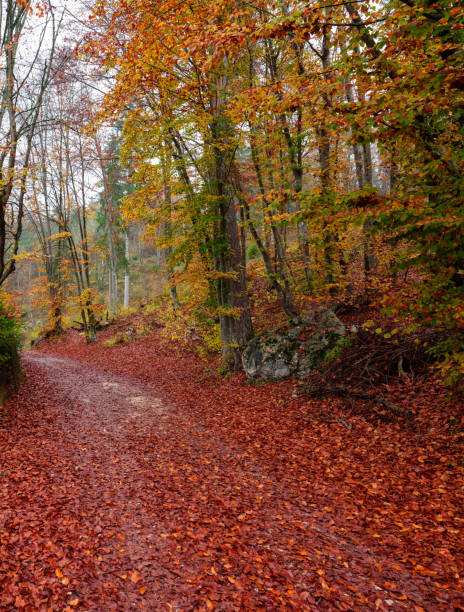 istock Foliage in autumn - Walk in the mountains 1185591938