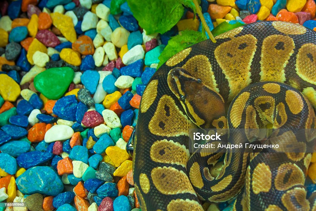 Python Lying On The Rocks Python In A Terrarium Stock Photo - Download ...