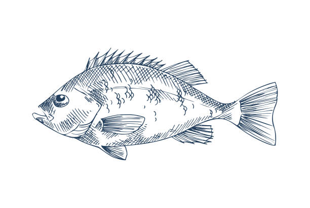 ilustrações de stock, clip art, desenhos animados e ícones de bass seafood vector monochrome illustration. - fish prepared fish fishing bass