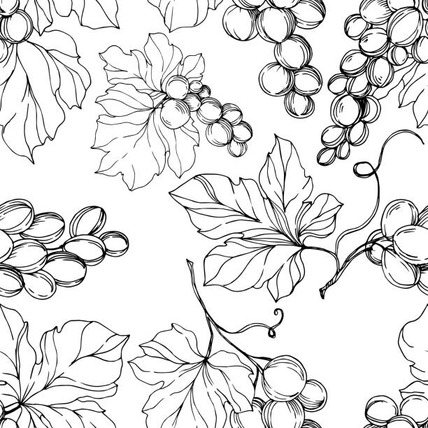 illustrations, cliparts, dessins animés et icônes de vector grape baies aliments sains. art d'encre gravé noir et blanc. modèle de fond sans couture. - grape nature design berry fruit