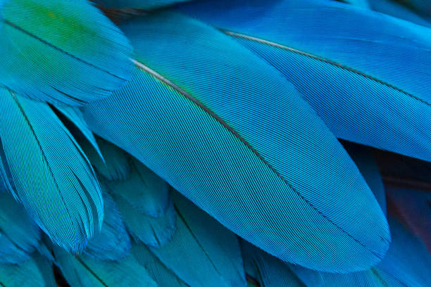 istock Background of blue feathers, blue parrot feathers 1185593452