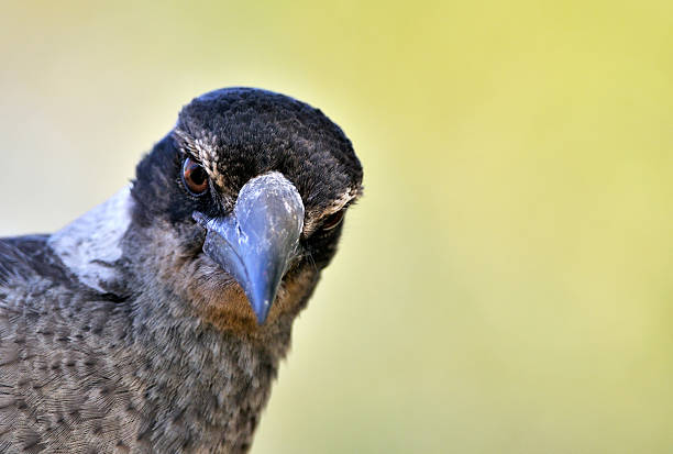 istock Australian bird portrait (brown magpie) 118559464
