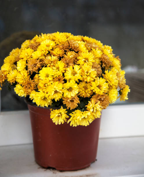 istock Flowers in a basket. 1185596615