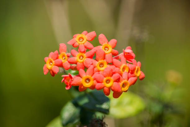 It's a nice photo of Tropical Milkweed Flower.