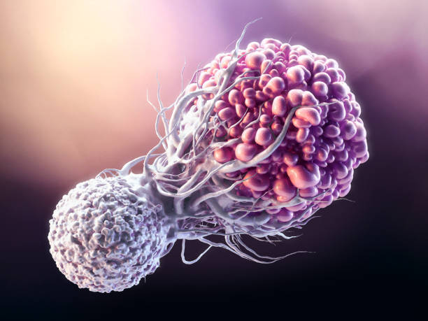 T cell fighting Cancer cell The 3D render illustration shows a T lymphocyte white blood cell attacking a malignant cancerous cell radiotherapy stock pictures, royalty-free photos & images