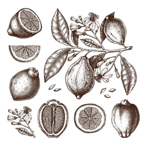 lemons element set color Ink hand drawn citrus fruits collection. Lemon branch drawings. Vector sketch of highly detailed lemons tree with leaves, fruits and flowers sketches. Botanical design elements set. citron stock illustrations
