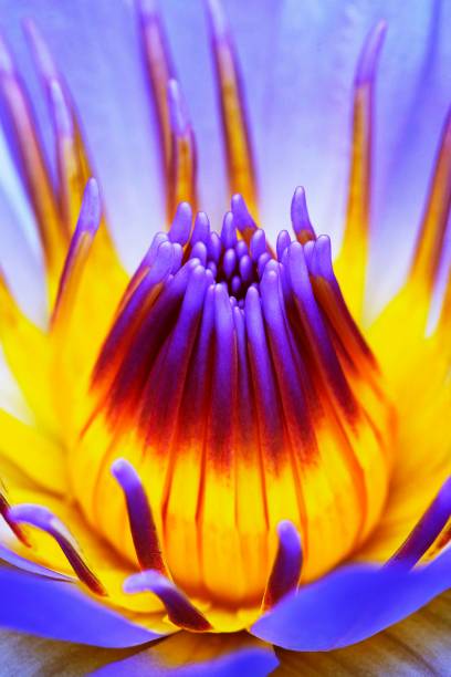 istock Lotus flower and pollens. 1185598341
