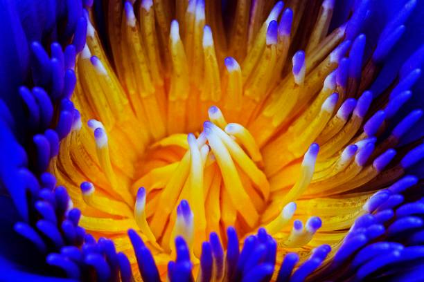 istock Lotus flower and pollens. 1185598485