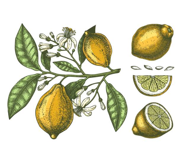 lemon fruits in watercolor style Hand drawn citrus fruits - Lemon branch. Vector sketch of highly detailed lemons tree with leaves, fruits and flowers.  citrus plants illustration on white background. citron stock illustrations