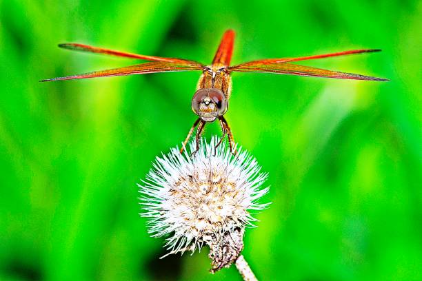istock Dragonfly spreads transparent wings on flower. 1185600682