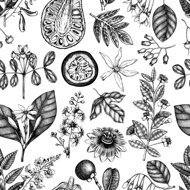 Vector floral seamless pattern Vector floral seamless pattern. Vintage Hand drawn exotic fruits and flowers illustrations. Aromatic and medicinal plant backdrop. Outlines in engraved style. passion fruit flower stock illustrations