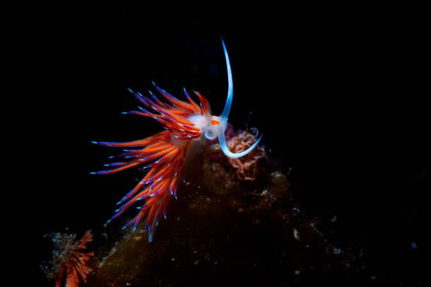 vie marine nudibranch beauté sous-marine plongée plongeur point de vue - nudibranch photos et images de collection