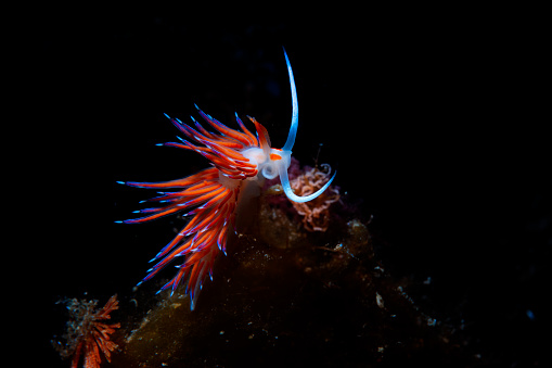 Sea life Nudibranch Underwater beauty Scuba diver point of view