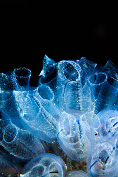sea life underwater crystal ascidia scuba diver synvinkel clavelina lepadiformis, ljus-lampa sea squirt, är en kolonial havs spruta. - ascidiacea bildbanksfoton och bilder