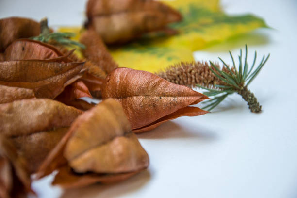 istock Beautiful brown tree pods and pine cones on white background, autumn decoration 1185607028