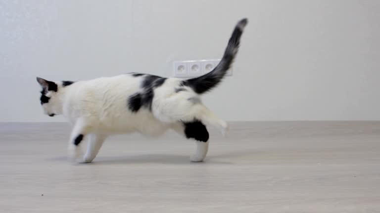 White domestic cat with black spots shakes its paws, white background