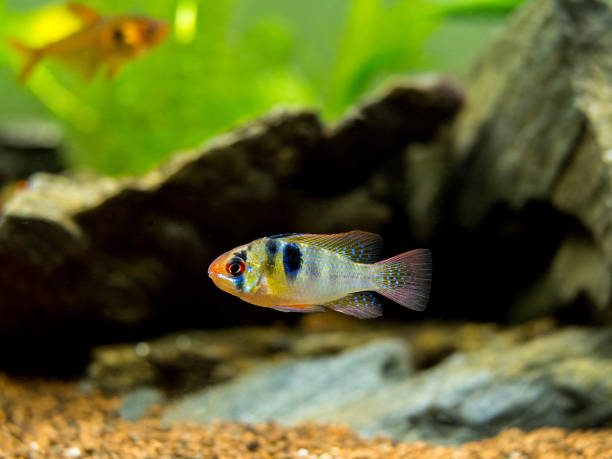 istock ram cichlid (Mikrogeophagus ramirezi) in a fish tank 1185607522