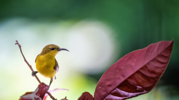 istock Yellow - bellied sunbird 1185609240