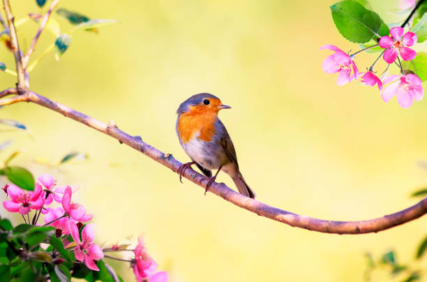 istock small bright bird Robin sits on an Apple tree branch with pink flowers in Sunny may spring garden 1185609903