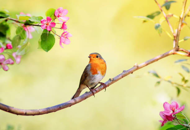 istock small bright bird Robin sits on an Apple tree branch with pink flowers in Sunny may spring garden 1185609904