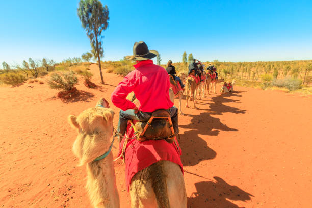 camel tours in uluru - olgas imagens e fotografias de stock