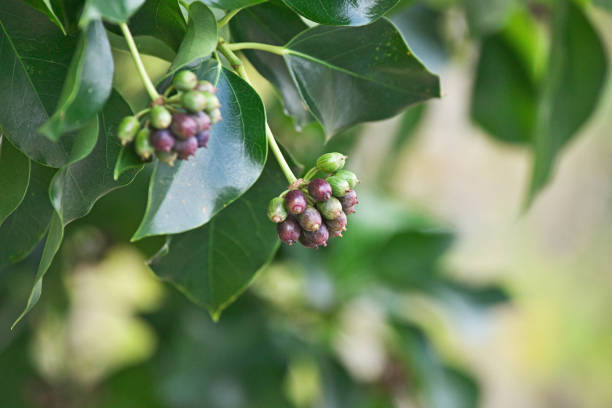 istock Fruit of the Gilibertia trifida 1185610035