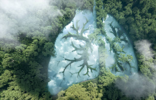 green lungs of planet earth. 3d rendering of a clean lake in a shape of lungs in the middle of  virgin forest. concept of nature and rainforest protection, nature breathing and natural co2 reduction. - environment nature water globe imagens e fotografias de stock