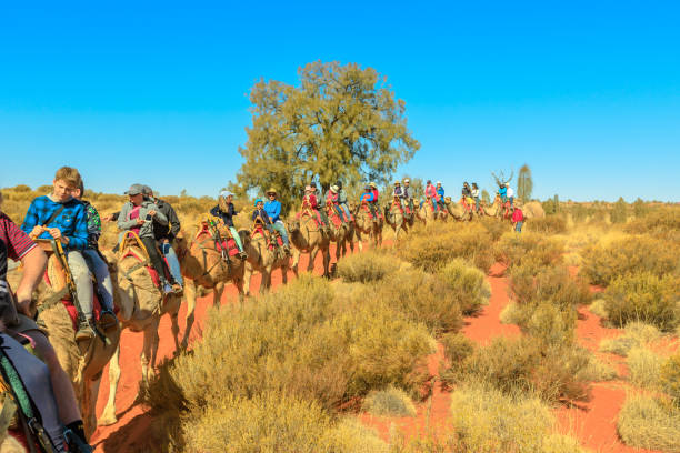 ウルルのラクダツアー - australia camel animal animal themes ストックフォトと画像