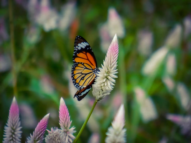 istock Monarch butterfly sitting on Celosia flower and collecting nectar. 1185610842