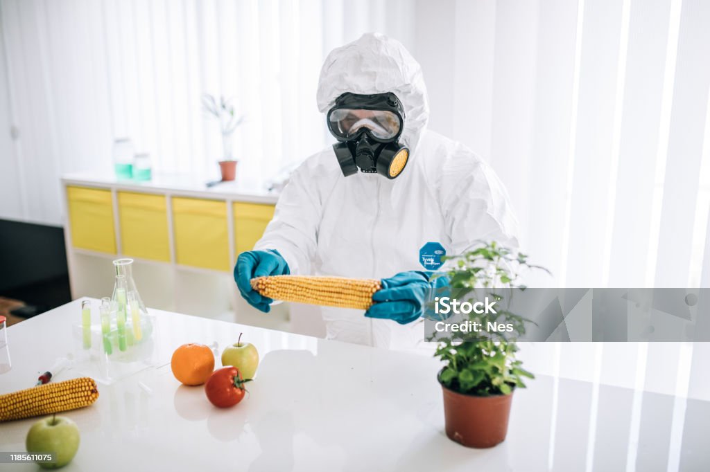 Corn Lab Testing Laboratory Testing Of Corn Cobs Stock Photo - Download Image Now ...