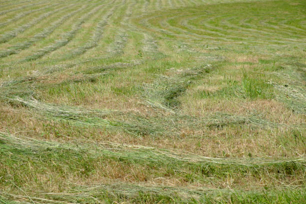 istock Hay on a meadow after mowing on a sunny day. Meadow grass with a stripped pattern cut. 1185611078