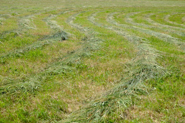 istock Hay on a meadow after mowing on a sunny day. Meadow grass with a stripped pattern cut. 1185611080