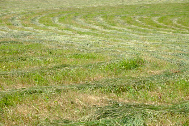 istock Hay on a meadow after mowing on a sunny day. Meadow grass with a stripped pattern cut. 1185611087