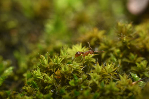 Red ant that walk on green grass. Macro