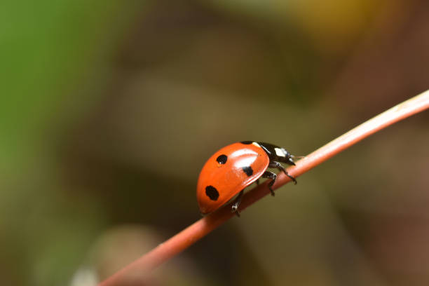 istock Ladybug on a dry blade of grass close up. 1185611339