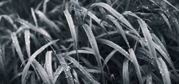 istock Water drops on the green grass 1185611420