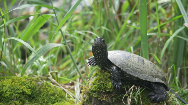 A slightly moving footage of a turtle lying on a stone, enjoying and observing the environment