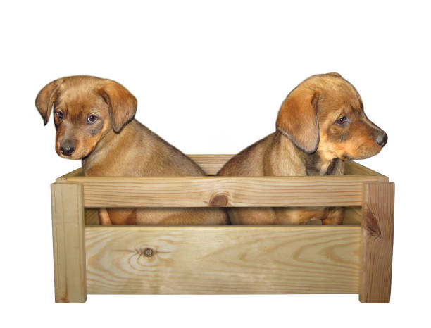 istock Two puppies in wooden box 1185612381