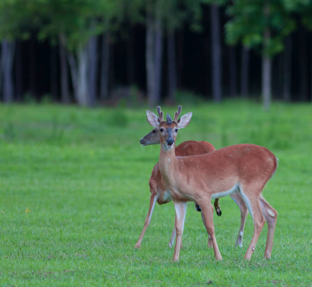 istock Whitetail deer buck and doe 1185612511