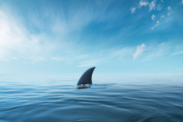 바다의 표면에 상어 지느러미 다시 푸른 흐린 하늘 - 상어 판새류 뉴스 사진 이미지