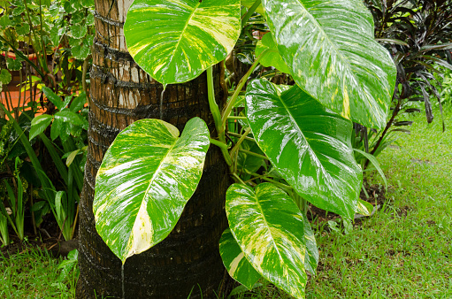Philodendron in natural environment in Indonesia