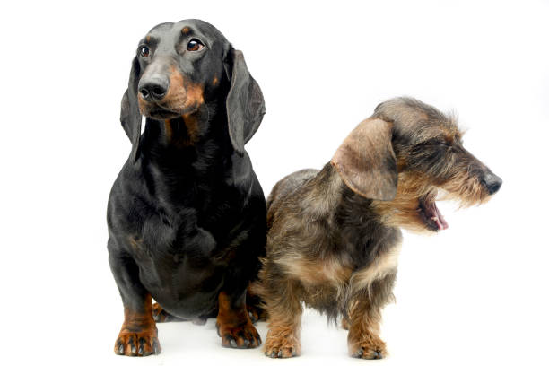 istock Two Dachshund sitting in the whie studio 1185616568