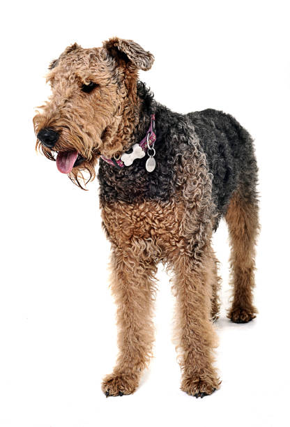 istock Airedale Terrier lying on the white studio floor 1185616579