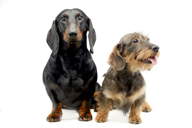 istock Two Dachshund sitting in the whie studio 1185616605