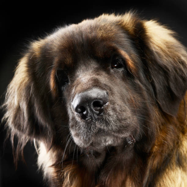 Beautiful domestic female dog is walking in nature.Sölden - Germany.