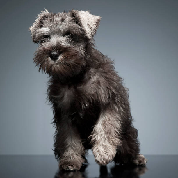 istock Puppy Schnauzer staying in the studio table 1185616635